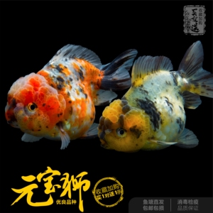 【五花狮子头金鱼】五花狮子头金鱼品牌,价格 - 阿里巴巴