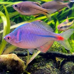 鳑鲏鱼好养淡水观赏鳑鲏鱼七彩旁皮除藻冷水活体小型原生鱼群游鱼