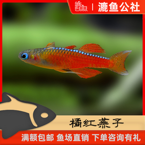 漉鱼公社-橘红燕子橘色燕子橙色霓虹甜心小型热带鱼
