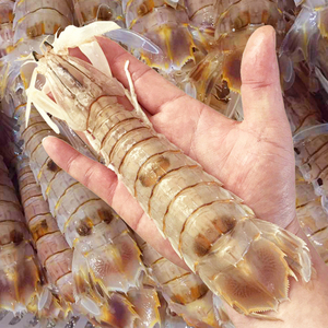 皮皮虾鲜活 超大虾姑濑尿虾富贵虾爬爬虾琵琶台湾虾爬子 特大海鲜