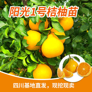 阳光1号桔柚苗 杯苗发售 柑橘新品种 基地直发现挖现卖 柑桔树苗