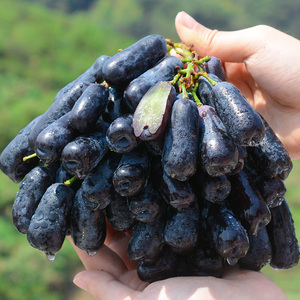 精品金手指黑提3斤新鲜提子无籽葡萄水果非进口蓝宝石5顺丰包邮