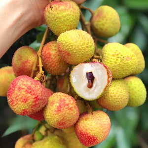 现货速发海南妃子笑荔枝现摘新鲜水果当季孕妇水果整箱包邮礼盒10