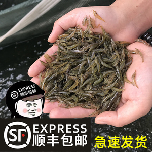 黑壳虾除藻水草虾清洁饲料工具鱼缸小草缸造景装饰水族箱布景观赏