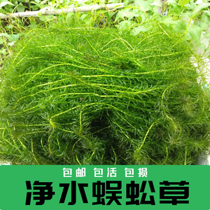 净水植物蜈蚣草淡水鱼缸造景鱼池塘水草金鱼藻绿菊养鱼龟专用新手