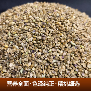 草籽鸟食 鸟食芙蓉大金黄麻料鸟粮黑尖粟尼日尔草籽提性鸣叫玉鸟