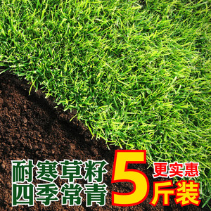 草坪草籽四季常青免修剪庭院绿化护坡耐寒耐旱多年生黑麦草皮种子