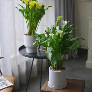 真花马蹄莲盆栽带花好养室内四季开新品水培花卉客厅阳台鲜花植物