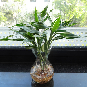 水培富贵竹3支 玻璃瓶 小型桌面盆栽 水养植物