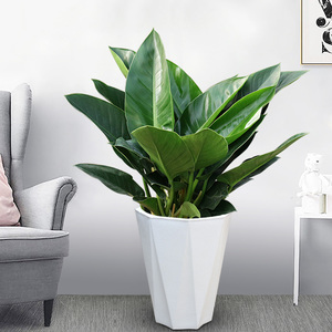 金钻盆栽 大中型植物 净化空气除甲醛室内植物 上海送货上门