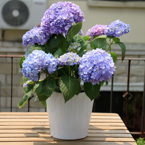 绣球花盆栽八仙花无尽夏 多年生植物花期长绿植花卉送货到家