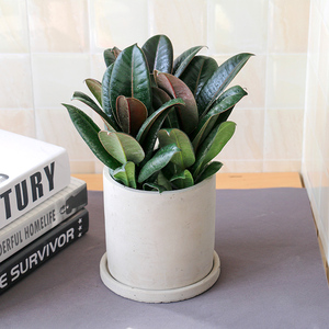 小橡皮树盆栽植物 又名黑金刚防辐射室内花卉 上海送货上门