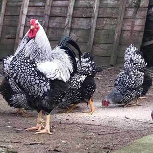 怀恩多特鸡观赏鸡 大体型紫色怀特鸡 黑白花怀特成年鸡小鸡