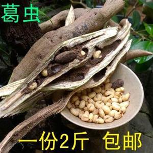 天虫然纯生野藤葛根虫葛蛹kqg活体昆小孩疳葛积带藤2斤或按个35只