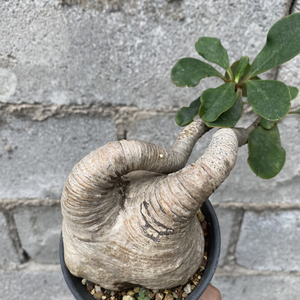 euphorbia ramena象鼻大戟大戟科块根多肉植物拉梅纳大戟拉美娜