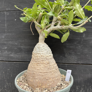 000人付款淘宝physis块根植物火星人fockea edulis稀少品种好养懒人