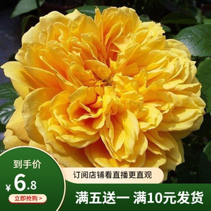 欧月月季花苗 莉娅/利亚图图 耐寒抗病性强甜香小型藤本