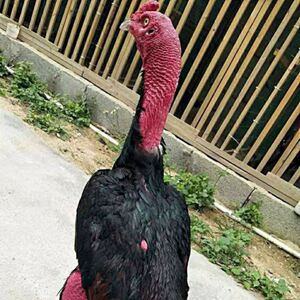 成年斗鸡越南斗鸡中原斗鸡非本地土鸡鬼子大斗鸡包邮到家