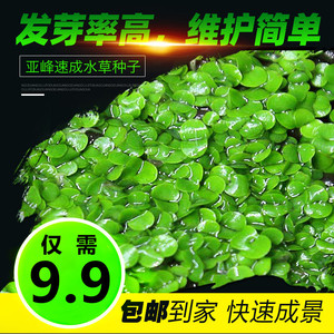 只发新疆水草种子鱼缸造景新手懒人速成装饰草缸水草泥小对叶牛毛