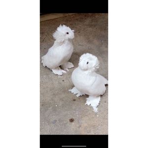 白色鼓手鸽子种鸽青年活体一对毛脚鼓手仙女鸽子种蛋受精蛋精品