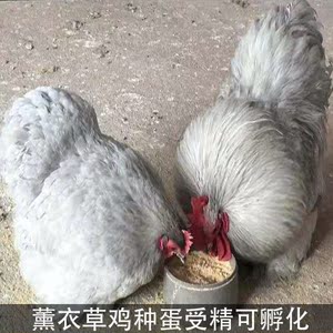 薰衣草鸡种蛋白绣球鸡科钦球鸡翻毛鸡观赏鸡受精种蛋可孵化小鸡