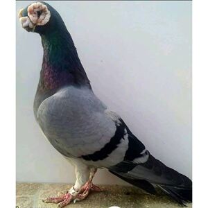 精品三瓣嘴新疆短嘴观赏鸽金鱼鸽子种鸽活种蛋受精蛋高飞翻翻鸽