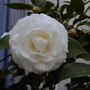 孔雀椿茶花树苗