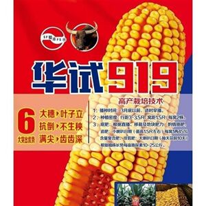 华试919 高产杂交玉米种子 抗倒伏抗病不烂大田玉米种子 1千克