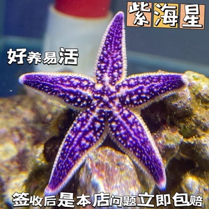 紫海星海缸活体生物海洋宠物观赏翻砂小海星鱼缸宠物工具海星包活