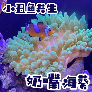 奶嘴海葵小丑鱼共生紫点海葵观赏珊瑚活体lps软体海葵地毯小丑鱼