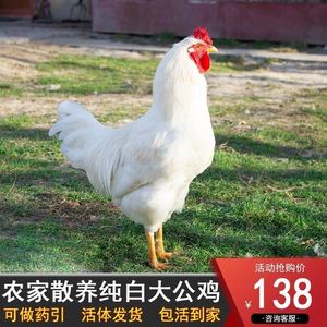 大白公鸡纯白无杂毛老公鸡活物正宗药引土鸡白老母鸡活的大白公鸡