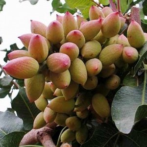 开心果树苗开心果苗 地栽当年结果嫁接果树苗盆栽 南方北方种植