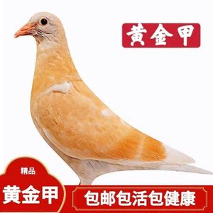 红雨点鸽子