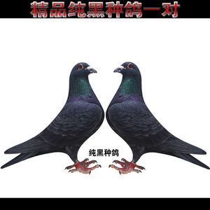 鸽子活体一对信鸽黑色大鼻子观赏鸽成年种鸽白色幼鸽信鸽元宝鸽子