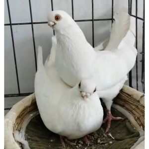 新疆 短嘴精品观赏鸽金眼白鸽子活体一对种蛋豆眼白短嘴鸽受精蛋