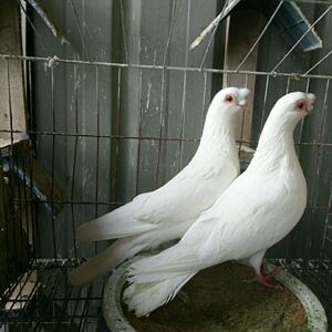 观赏鸽子新品种白色小嘴种鸽成年种鸽一只包公母包邮