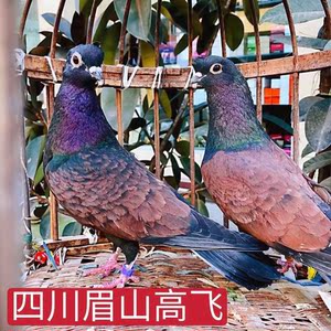 【眉山高飞】四川高飞鸽子活体宠物小鸟红色铜色好鸽子活物种鸽