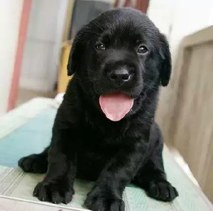 纯种拉布拉多幼犬奶白色黑色拉布拉多导盲犬金毛犬萨摩犬宠物狗狗