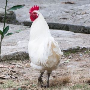 纯白色大公鸡老公鸡