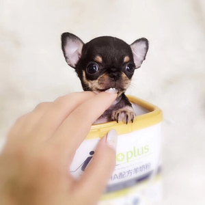 1双血统小鹿犬纯种宠物狗狗茶杯犬吉娃娃幼犬活体袖珍迷你型狗