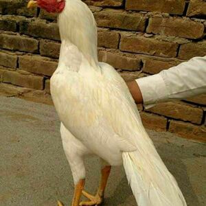 【10枚】白帝王的鹰嘴斗鸡阿塞尔鬼子纯白色斗鸡种蛋受精蛋孵化