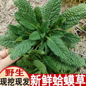 新鲜蛤蟆草癞蛤蟆菜蟾蜍草蛤蟆皮棵草荔枝草皱皮草雪见草正品