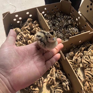 出壳七彩野山鸡苗广东山鸡苗清远山鸡种苗运输包活 脱温山鸡苗