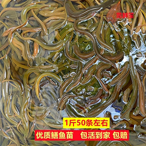 鳝鱼苗活体小黄鳝母鳝公鳝水生鱼小黄鳝鱼盘鳝食用大鳝鱼包活到家