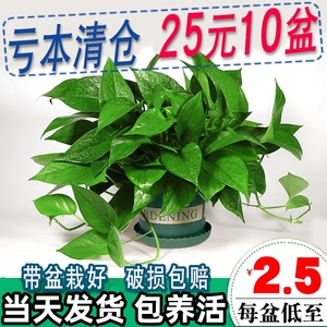 木之逸长藤绿萝盆栽植物室内垂吊大绿箩花卉水培绿植新房吸甲醛