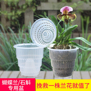 蝴蝶兰营养钵