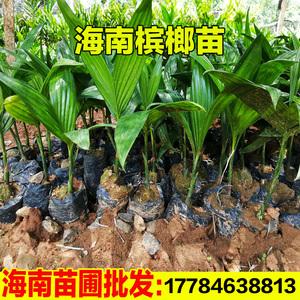 正宗海南槟榔苗槟榔树苗槟榔树树苗