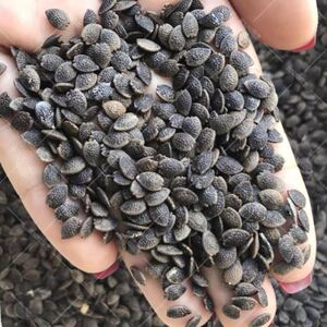 百香果种子春秋季播阳台盆栽紫西番莲鸡蛋果种籽四季高产水果种孑