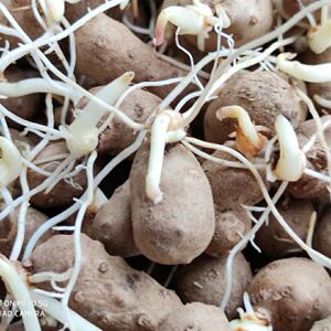 种用山药豆铁棍山药豆新鲜淮山种子山药豆种子铁棍山药种籽种植