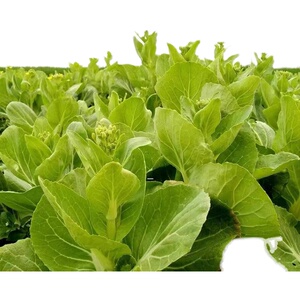 【湖北小白菜苔】湖北小白菜苔品牌,价格 - 阿里巴巴